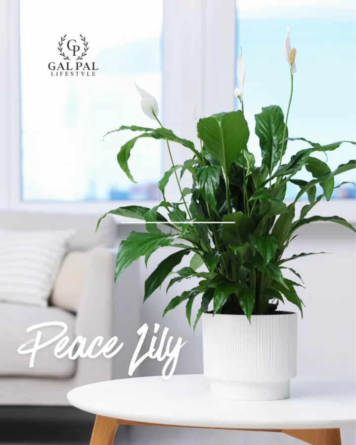 Peace Lily indoor plant in low light 