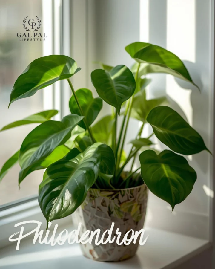Phildendron image 