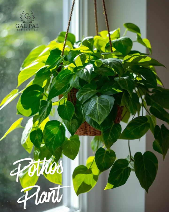 Pothos Plant 