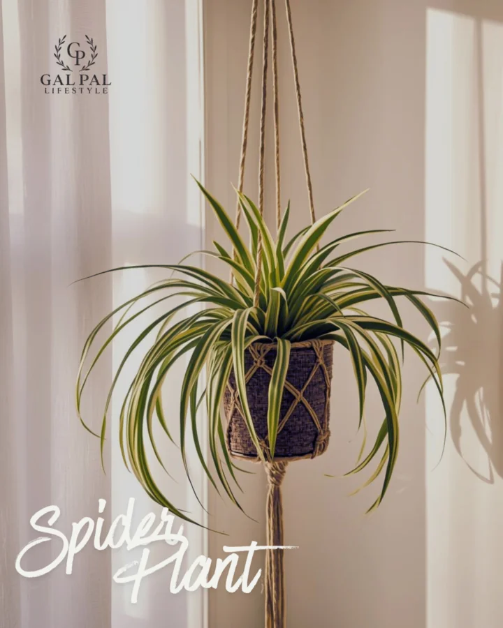 Spider Plant 