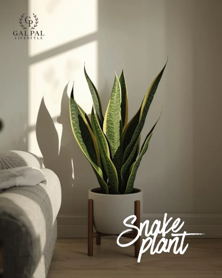 Snake Plant