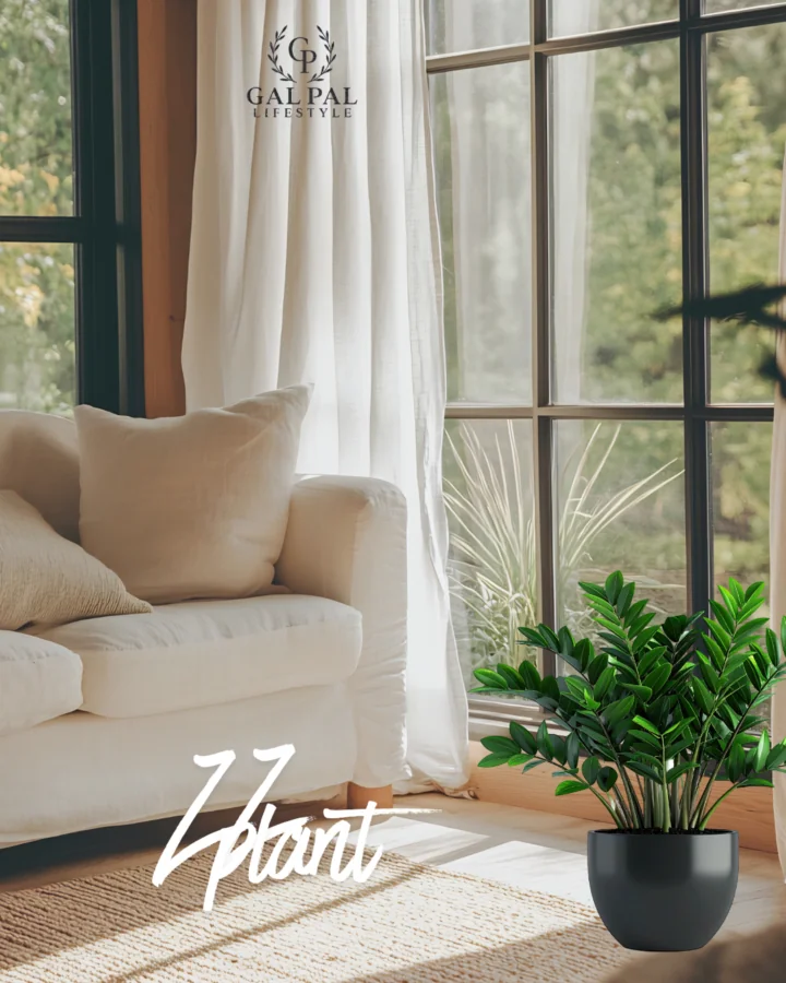 ZZ indoor plant for low light rooms 