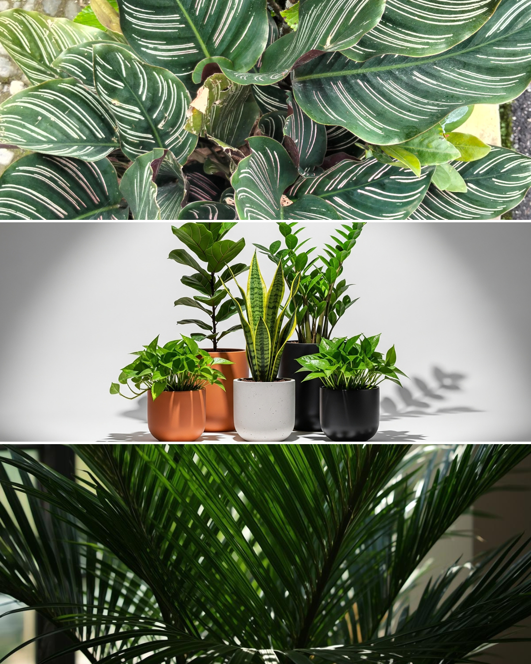 recommended indoor low light plants